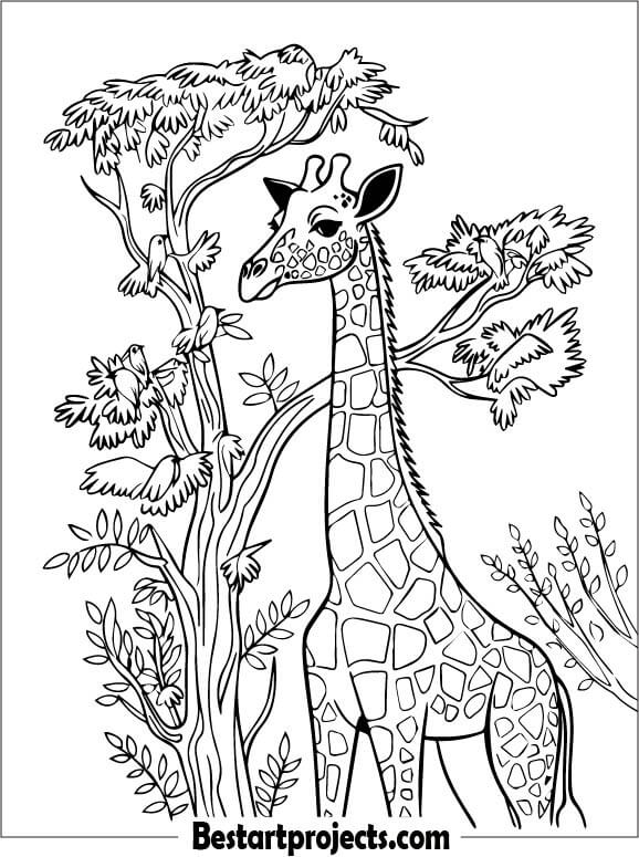 Giraffe Eating Leaves from a Tree Coloring page