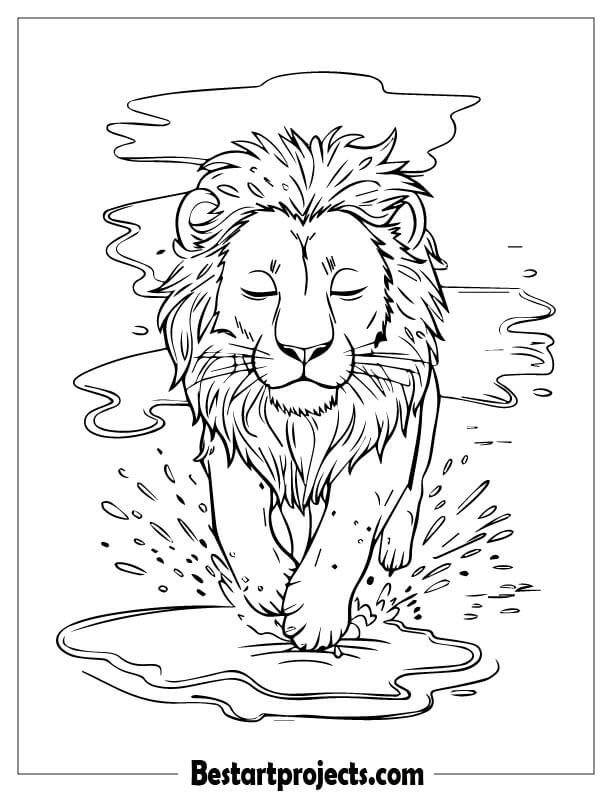 Lion jumping in puddles