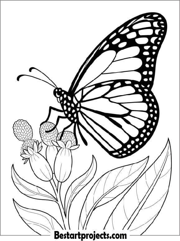Monarch Butterfly Coloring Page