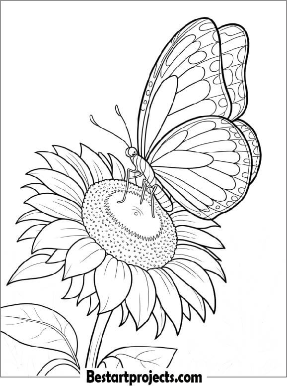 Butterfly Resting on a Sunflower