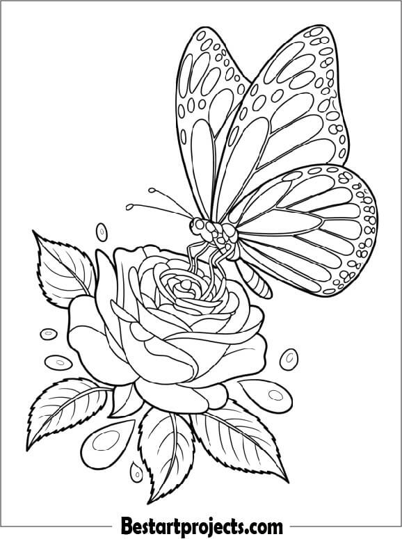 Butterfly Drinking Nectar from a Rose