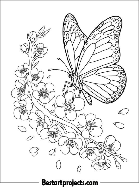 Butterfly Among Cherry Blossoms