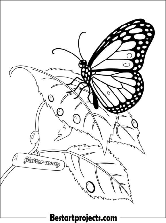 Butterfly with Morning Dew Drops
