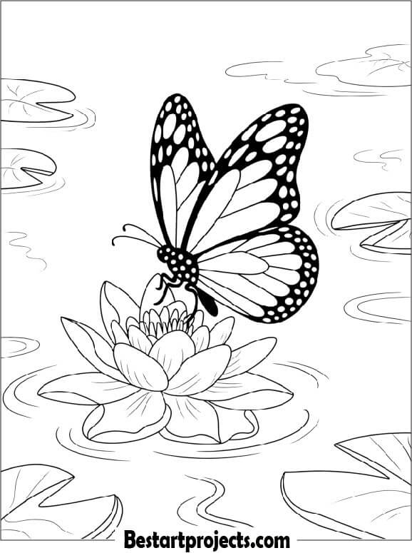 Butterfly Resting on a Water Lily