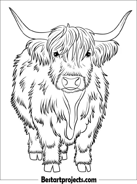 28.Highland Cow with Long Hair