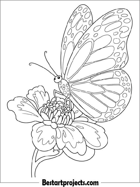  Butterfly on a Flower