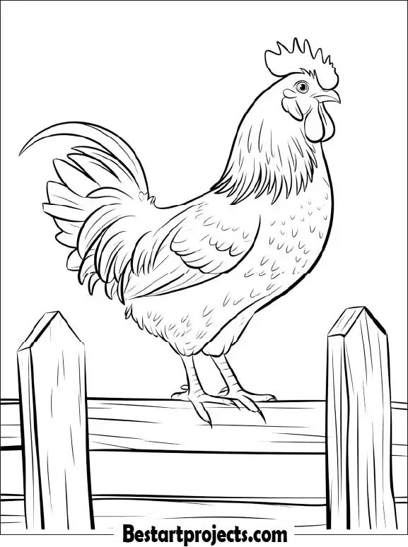 30.Rooster Standing on a Fence