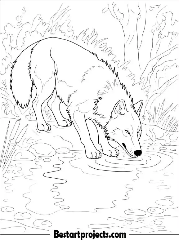 Wolf Drinking from a Pond Coloring Page