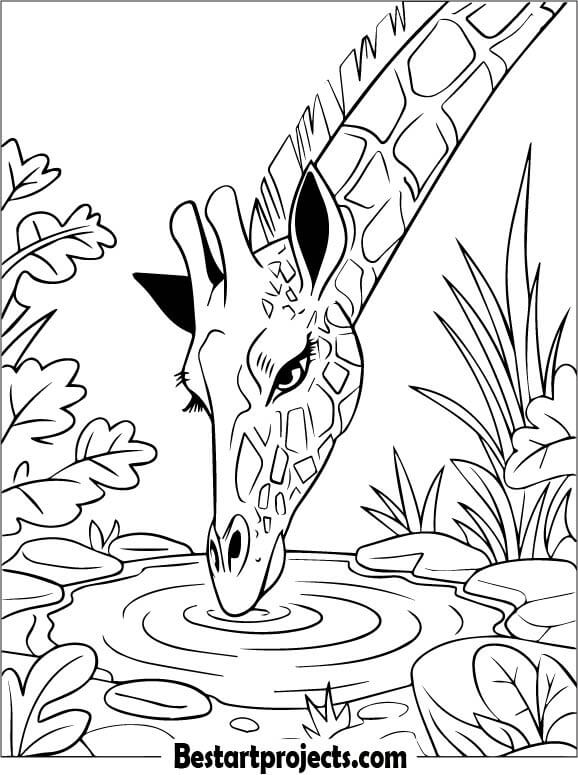 Giraffe Drinking From Watering Hole
