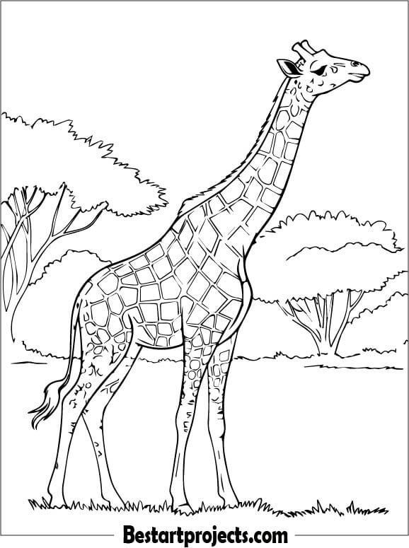 Majestic adult Giraffe  Printable Coloring Sheet