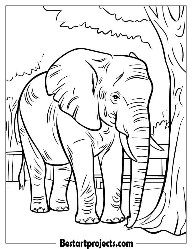 Elephant In the Park