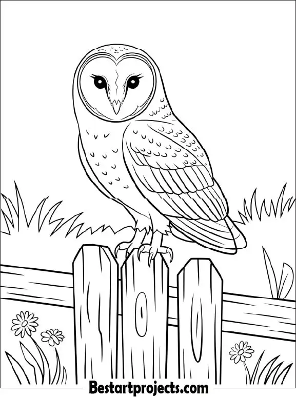 38.Barn Owl Sitting on a Wooden Fence