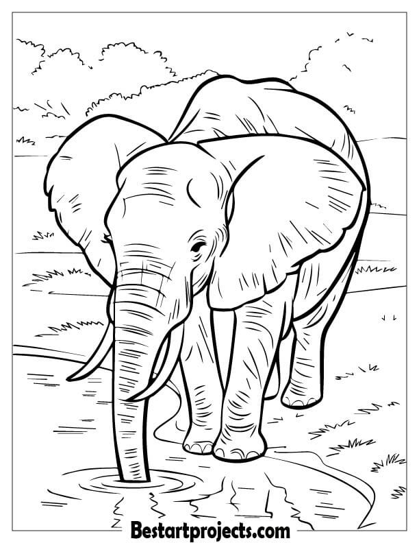Elephant Drinking from a Watering Hole