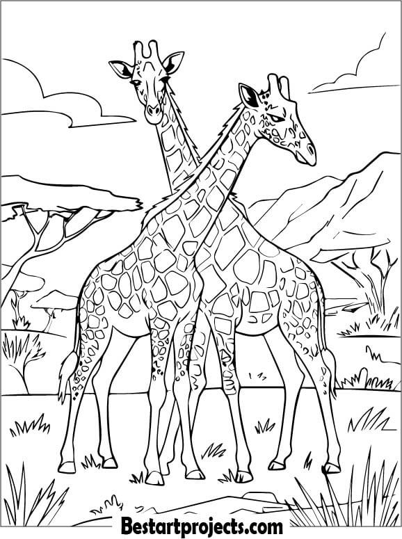 Two Adult Giraffes In The Savannah