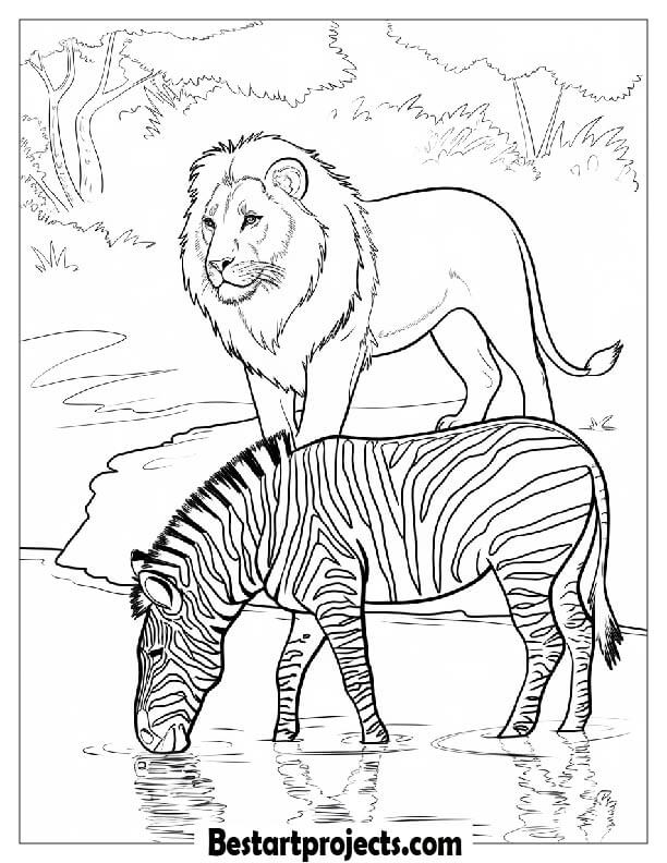 Lion watching zebras drink water nearby