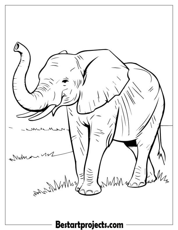 Majestic Adult Elephant 2