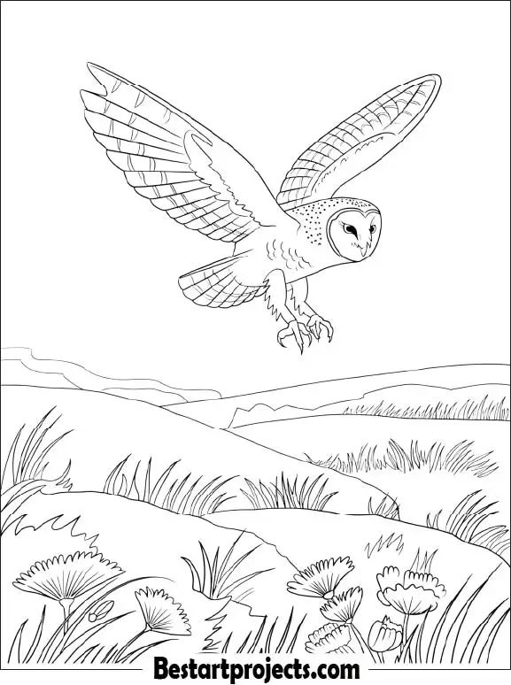 43.Barn Owl Hunting Over a Meadow at Dusk