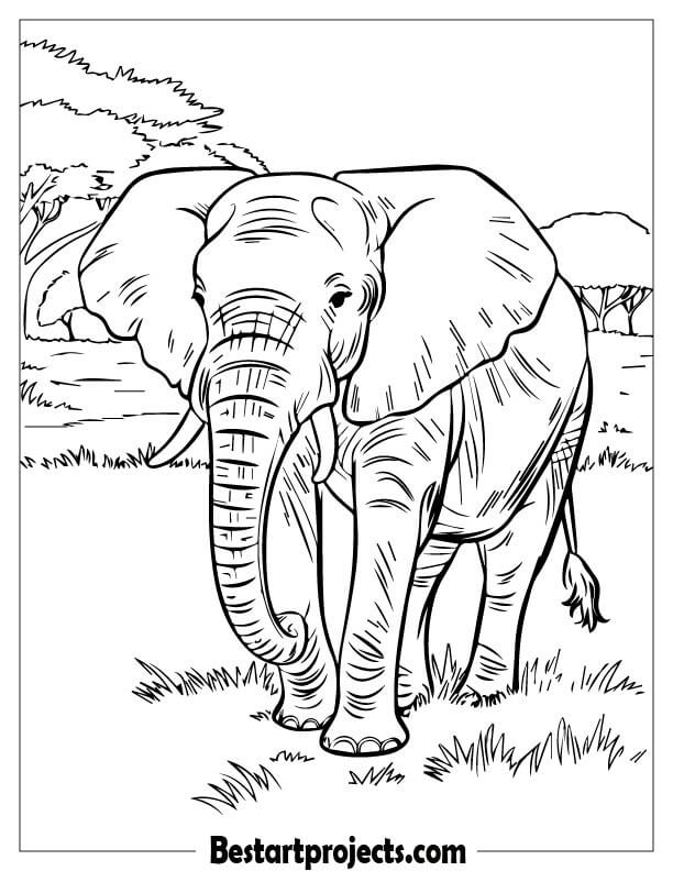 African Bush Elephant Walking On Grass