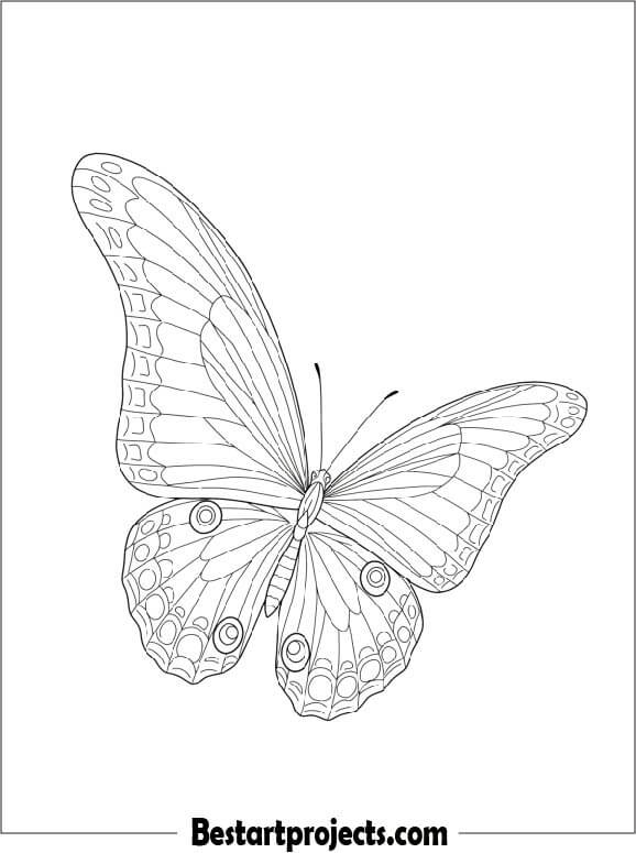 Easy Butterfly Outline