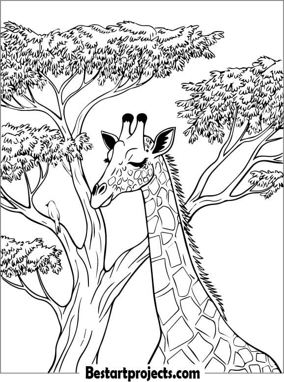 Giraffe Under a Acacia Tree Printable Coloring Sheet