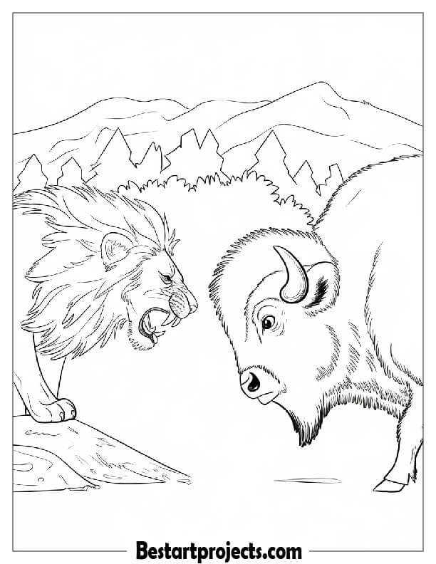 Lion and bison face-off coloring page