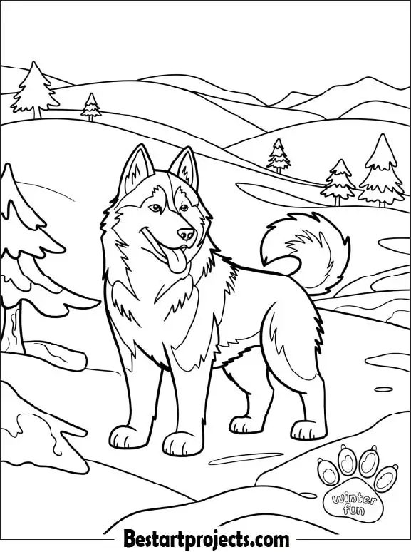 Husky in Snow Landscape