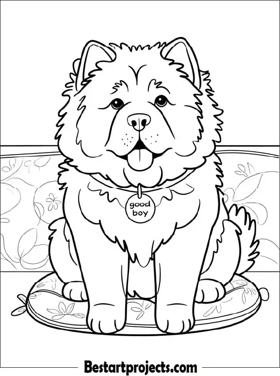 Fluffy Chow Sitting Patiently