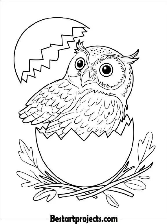 7.Baby Owl Hatching from an Egg