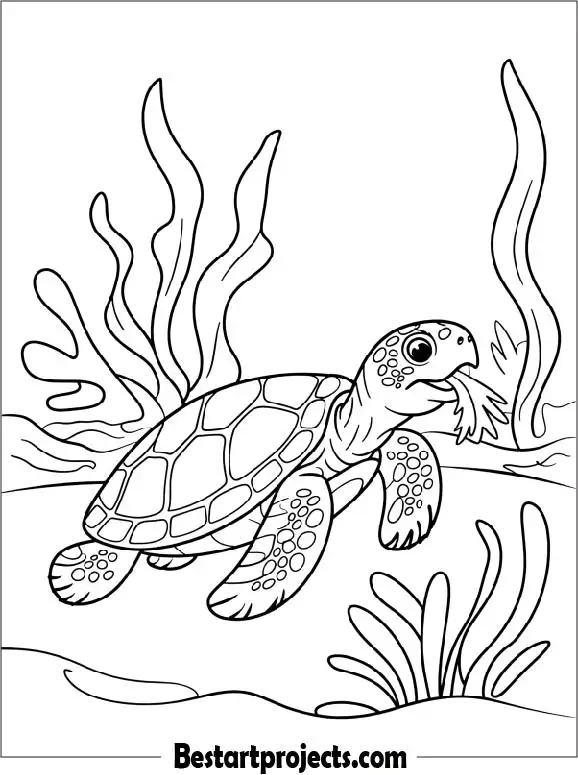 7.Turtle Eating Seaweed