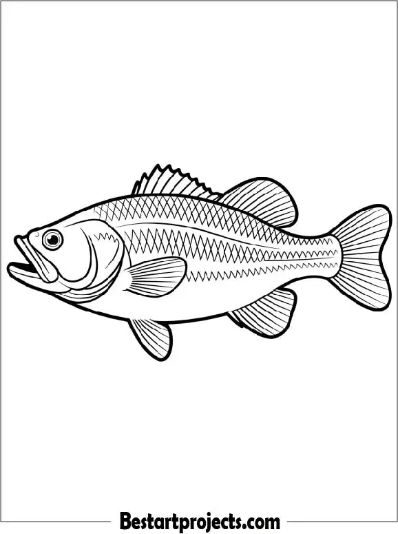 Bass Fish Coloring Page