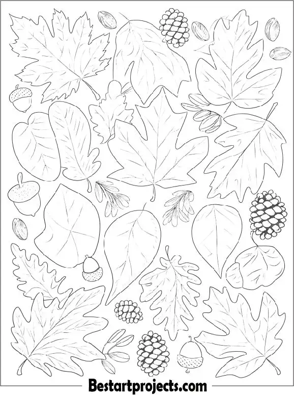Collection of Autumn Leaves Coloring Page
