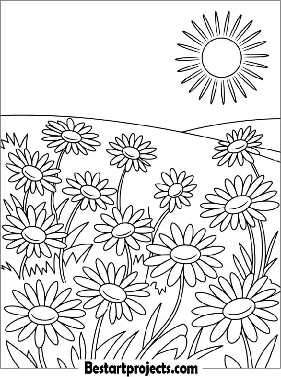 Daisy field under the sun