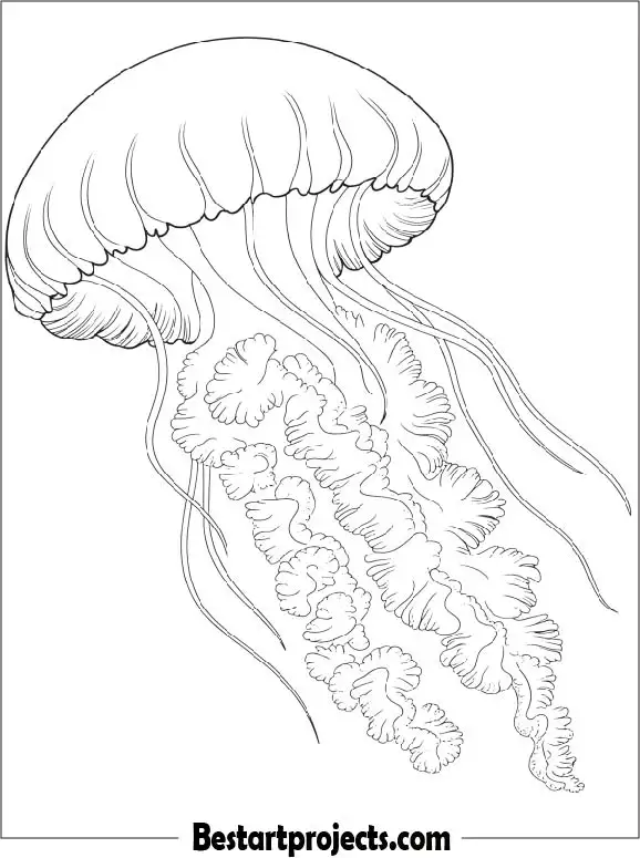 Jelly Fish Coloring Page