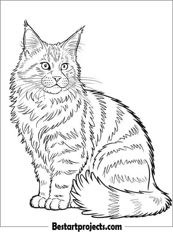 Realistic Maine Coon Cat Coloring Page