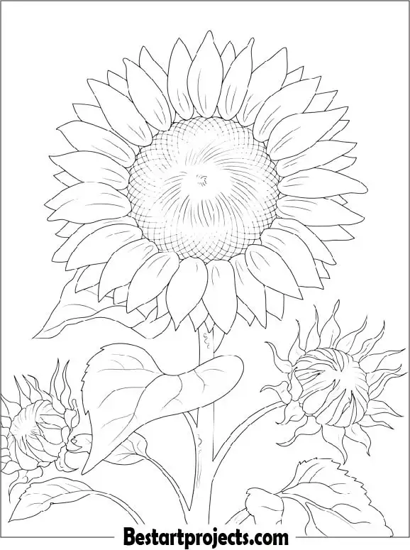 Spring Sunflower Coloring Sheet