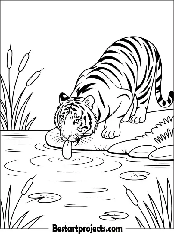 Tiger Drinking Water from Lake