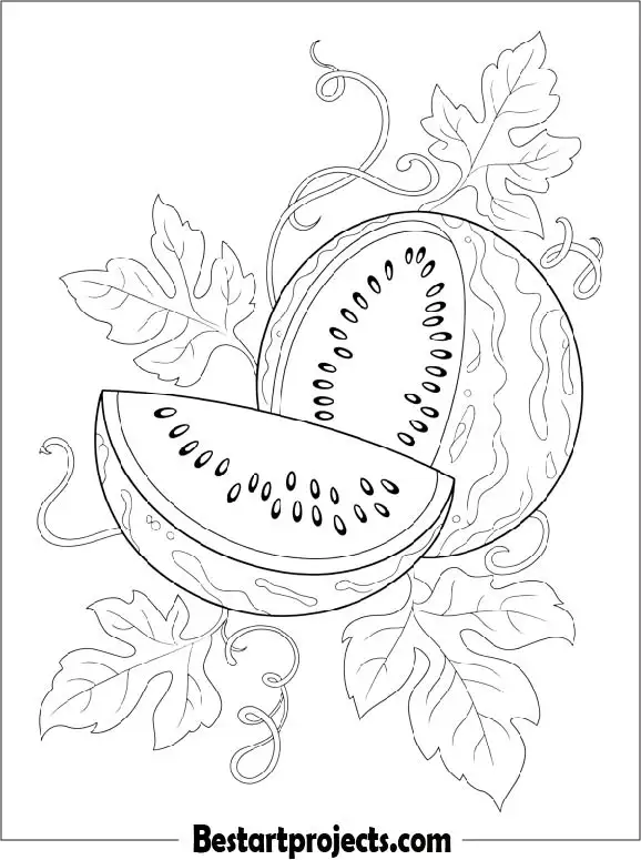 Watermelon Vine Detail Coloring Page
